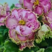 Фото Фиалка ЛЕ-Rose Girl