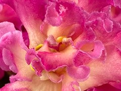 Фото Фиалка АВ-Живой Огонь (868-230)