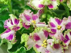 Фото сорта Лесной Царь