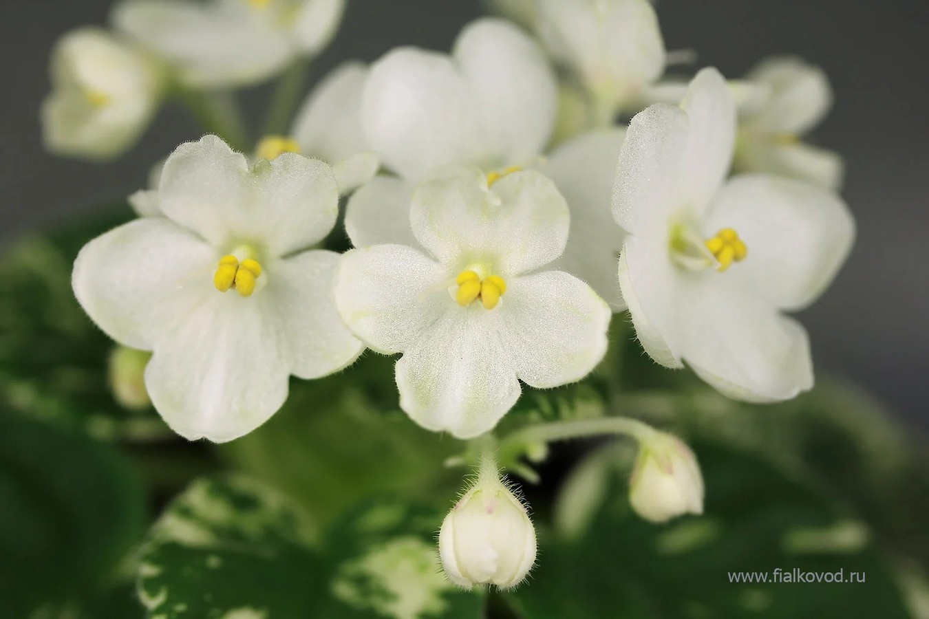 Фото Фиалка АВ-Снежок (796-16)