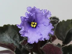 Фото Фиалка ЛЕ-Сириус