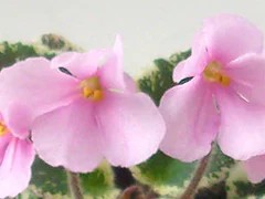 Фото сорта Senk's Springtime Wasp