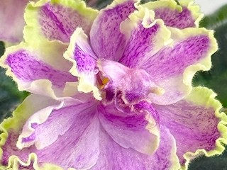 Фото Фиалка АВ-Цвет Весны и Лета, призрачный спорт