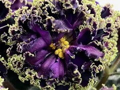 Фото Фиалка Ф-Ночные Птицы (872-342)