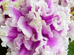 Фото Фиалка АВ-Птифур (897-122)
