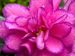 Фото Фиалка С-Ягодный Поцелуй (25-27)