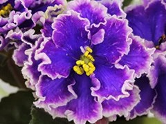 Фото Фиалка АВ-Дельфины (855-44)