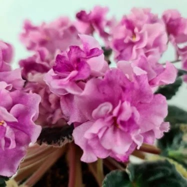 Фото Фиалка Apache Primrose