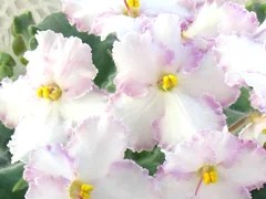Фото сорта ВаТ-Загадка