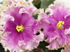 Фото Фиалка Ф-Малиновые Реки