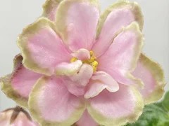 Фото Фиалка АВ-Сад Камней (876-44)