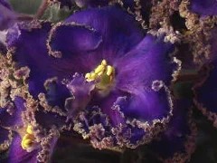 Фото сорта Ален-Вечерний Львов спорт
