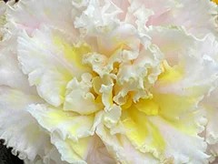 Фото Фиалка АВ-Цвет Счастья (880-50)