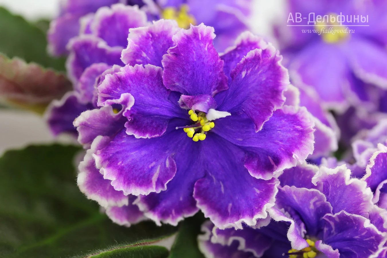 Фото Фиалка АВ-Дельфины (855-44)