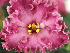 Фото Фиалка АВ-Брусника (815-15)