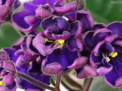 Фото Фиалка АВ-Хипстер