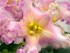 Фото Фиалка С-Звезда Сатурн (868-202)