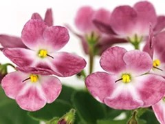 Фото Фиалка АВ-Чижик-Пыжик (803-23)