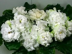 Фото сорта РС-Снег в Апреле