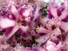 Фото сорта Mac's Crystal Cupid
