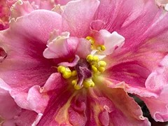 Фото Фиалка С-Солнцестояние (24-57)