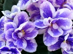 Фото сорта DS-Мальвина