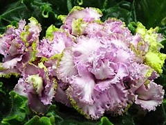 Фото сорта Ле-Уси-Пуси