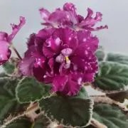 Фото Фиалка МТ-Навстречу Мечте