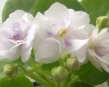 Фото сорта СК-Афродита