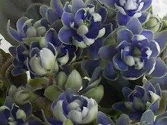 Фото Фиалка Н-Адам