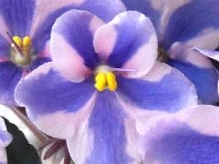 Фото сорта Roulette