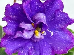 Фото Фиалка АВ-Хороший Мальчик (897-116)