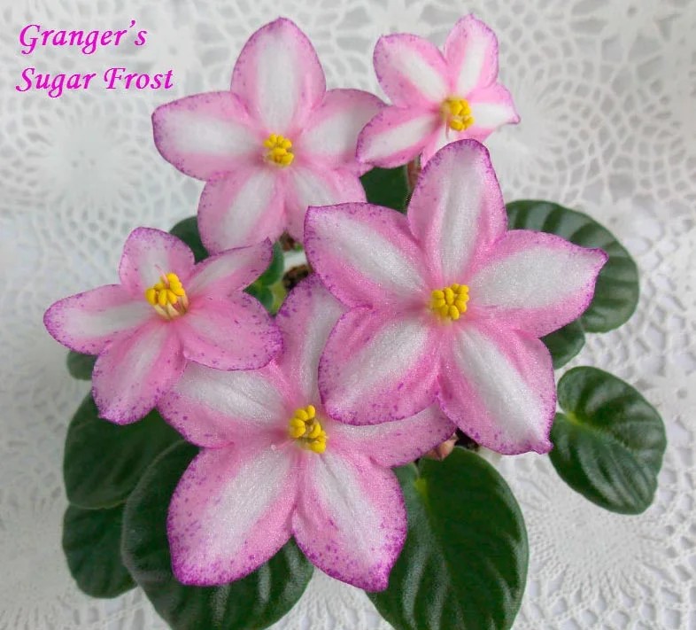Фото Фиалка Granger's Sugar Frost