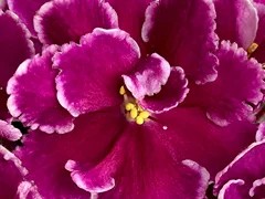 Фото Фиалка АВ-Красный Прекрасный (871-122)