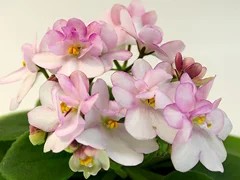 Фото Фиалка СК-Яблоневый Сад