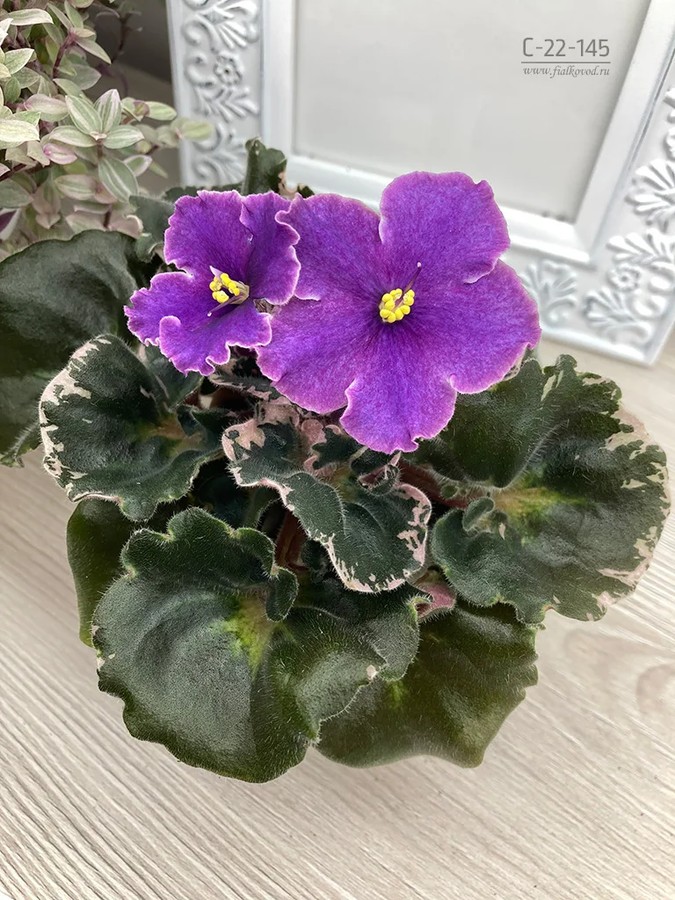 Фото Фиалка С-Таежная Ночь (22-145)