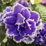 Фото Фиалка ЛЕ-Лунный Камень-2