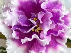 Фото Фиалка АВ-Богиня Любви (871-247)