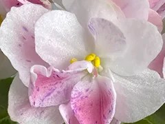 Фото Фиалка АВ-Ягодное Счастье (867-34)