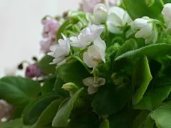 Фото сорта Lil Runaround