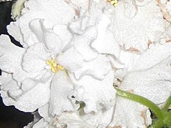 Фото сорта Татьянин День