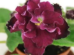 Фото Фиалка АВ-Валентинка (786-23)