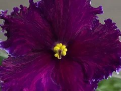 Фото Фиалка АВ-Султан Моего Сердца (872-433)