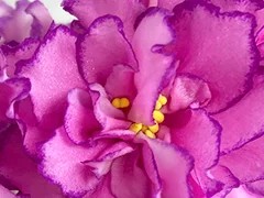Фото Фиалка Ф-Маркиза Ангелов (883-111)