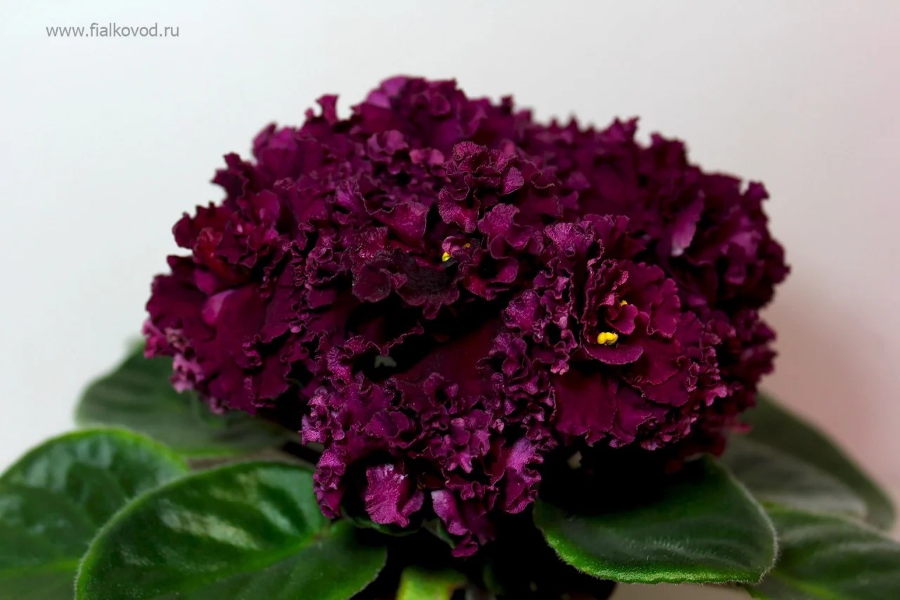 Фото Фиалка АВ-Богема (760-4)