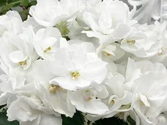 Фото Фиалка АВ-Свадебное Платье (867-10)