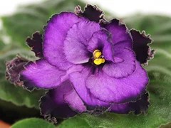 Фото Фиалка АВ-Баклажан (786-25)