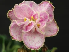 Фото Фиалка АВ-Эльф (850-93)