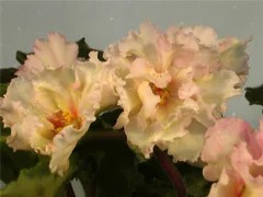 Фото сорта ЕК-Сахара