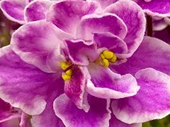 Фото Фиалка АВ-Розовые Сны (861-111)